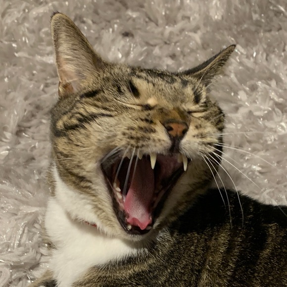 Meet your Posher, Shelley - Picture 1 of 1